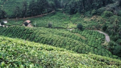 Cameron Higlands - ajov plant Tea Boh