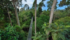 Rainforest Discovery Centre