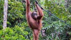 Semenggkok - rehabilitan centrum orangutan