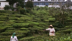 Cameron Highlands - práce na čajových plantážích