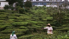 Cameron Highlands - prce na ajovch plantch