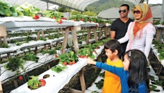 Cameron Highlands - jahodov farma