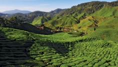 Cameron Highlands