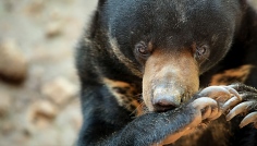 Sepilok - medvěd malajský