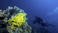 Tunku Abdul Rahman Marine Park