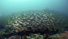 Tunku Abdul Rahman Marine Park