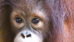 Sabah-Baby Orangutan