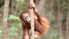 Sabah - Orangutan