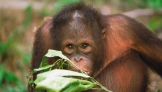 Sepilok - rezervace orangutanů