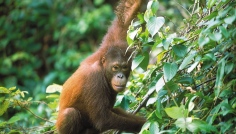 Sabah - Orangutan