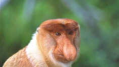 Sabah-Proboscis Monkey