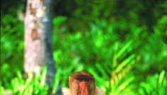 Sabah-Proboscis Monkey