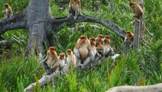 Sabah-Proboscis Monkey