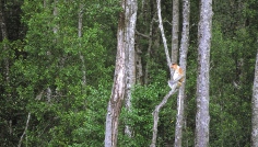 Sabah-Proboscis Monkey